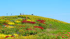 Hitachinaka Private Shore Excursion: Hitachi Seaside Park & Oarai 4H