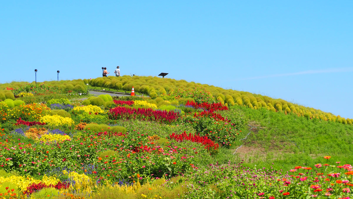 Hitachinaka Private Shore Excursion: Hitachi Seaside Park & Oarai 4H