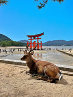 Hiroshima Private Shore Excursion Miyajima 7H
