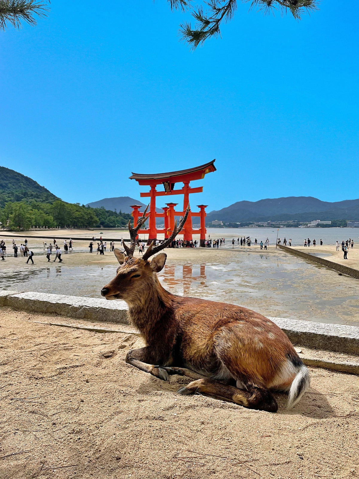 Hiroshima Private Shore Excursion Miyajima 7H
